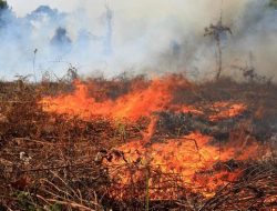 Kebakaran lahan seluas 23,4 hektare di Aceh Barat berhasil dipadamkan