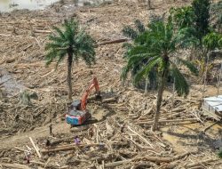 Korban Bencana Aceh Tengah Manfaatkan Kayu Gelondongan