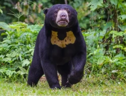 Serangan Beruang Madu di Pasaman Barat 3 Warga dan 1 Petugas BKSDA Terluka