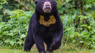 Serangan Beruang Madu