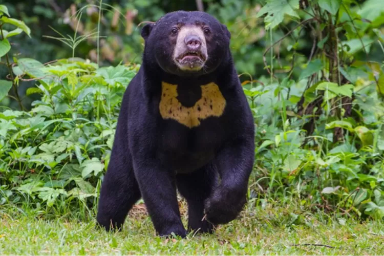 Serangan Beruang Madu